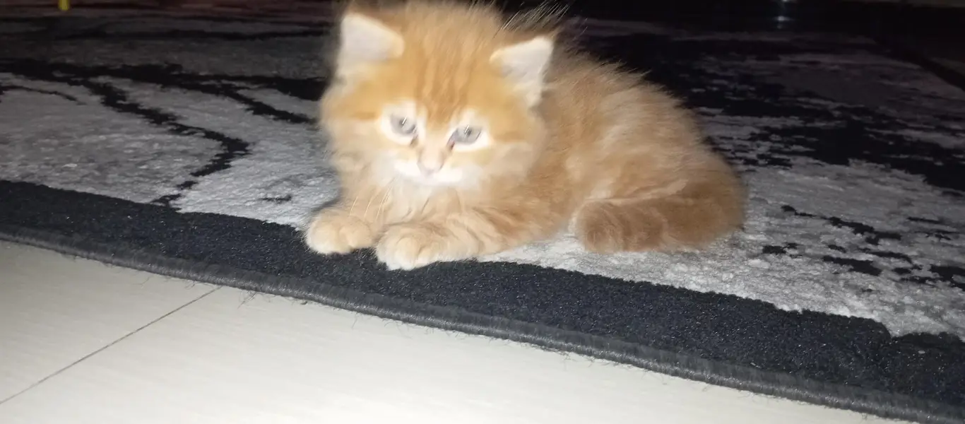 Beautiful Fuffy Ginger Kitten — photo 3