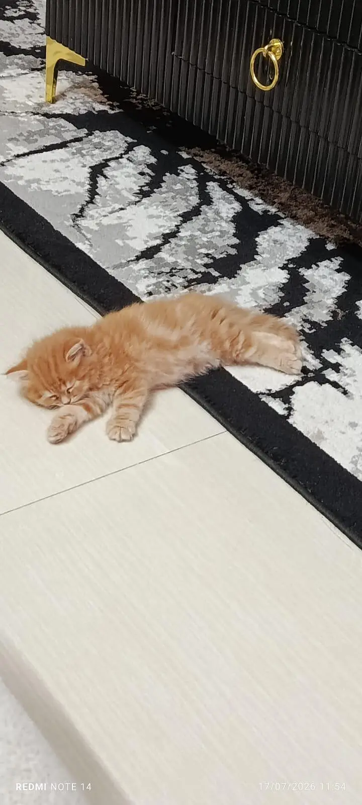 Beautiful Fuffy Ginger Kitten — photo 4