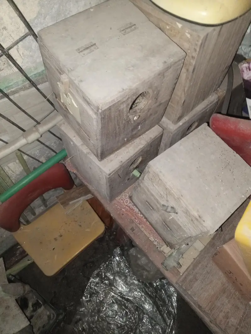 lovebird or Australian kikar boxes for sale prr peace 300 total 8 hw — photo 3