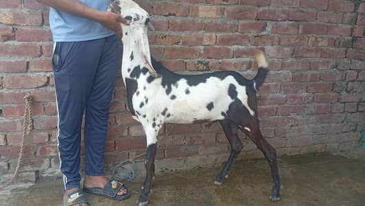 breeder quality bacha for sale