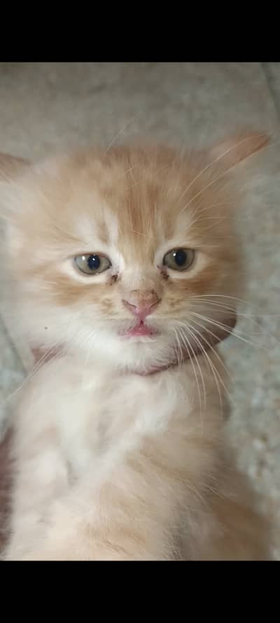 Kitten 4 sale age 45 days