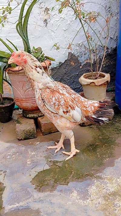 Aseel cheena madi