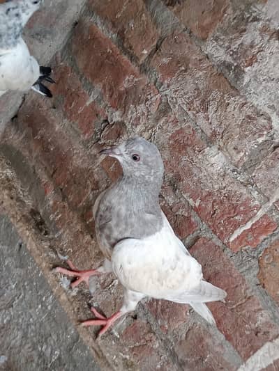 parwazi kabootar