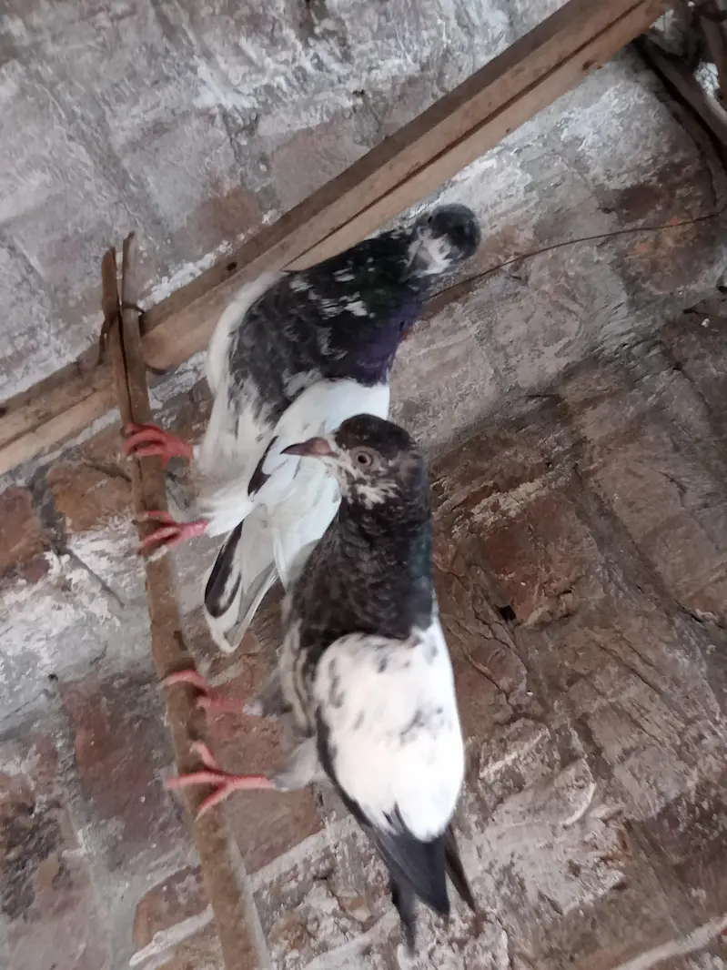 parwazi kabootar — photo 2