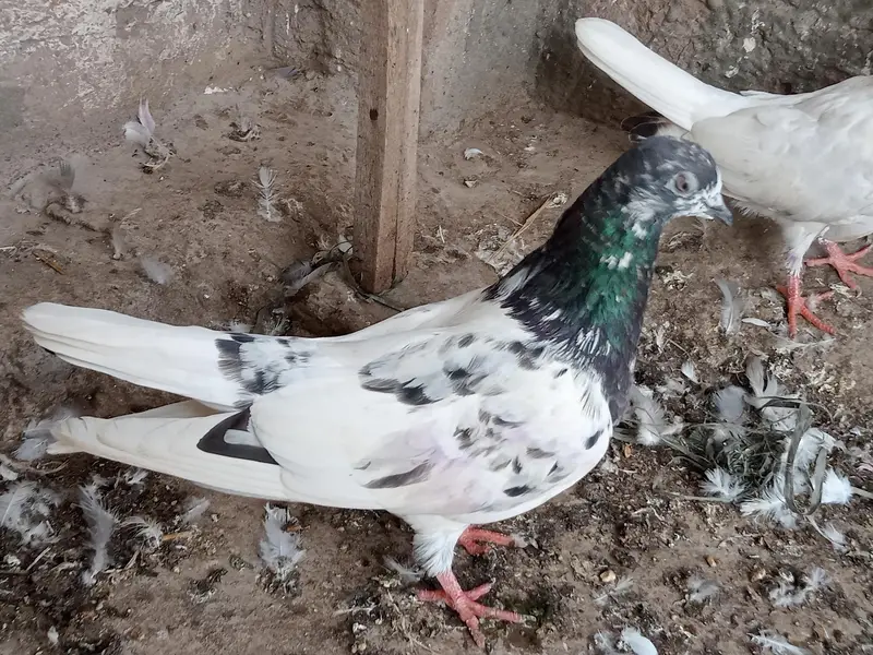 parwazi kabootar — photo 3