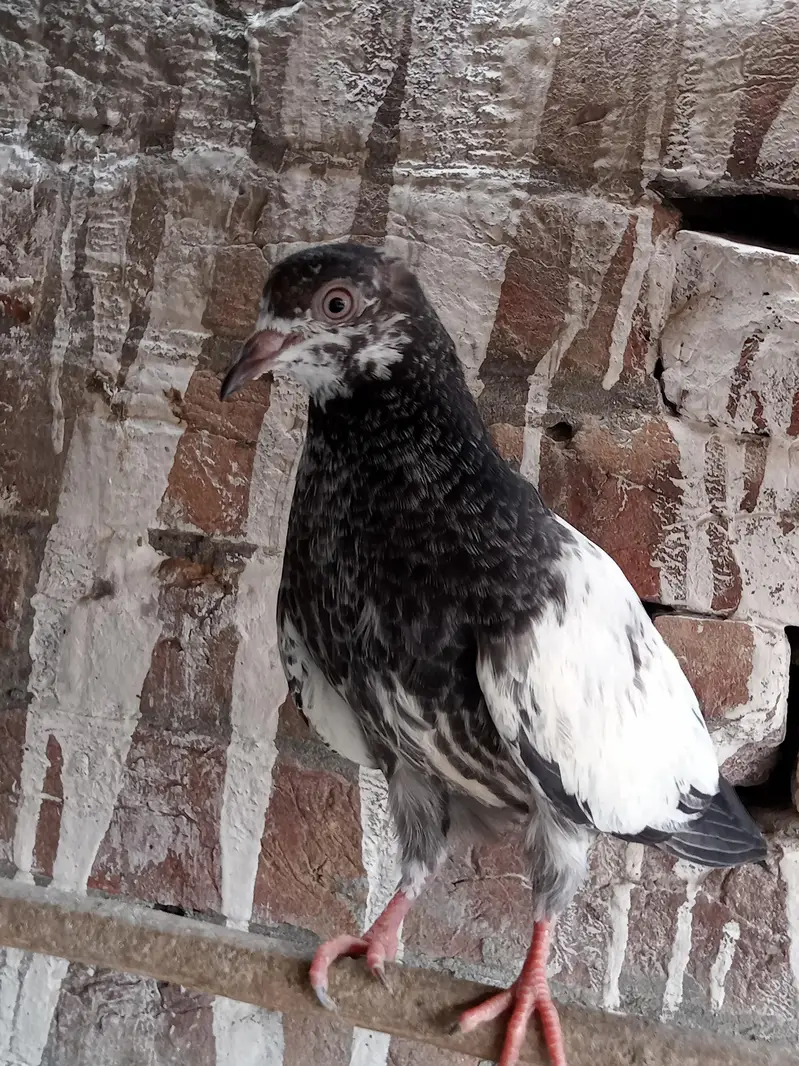 parwazi kabootar — photo 5