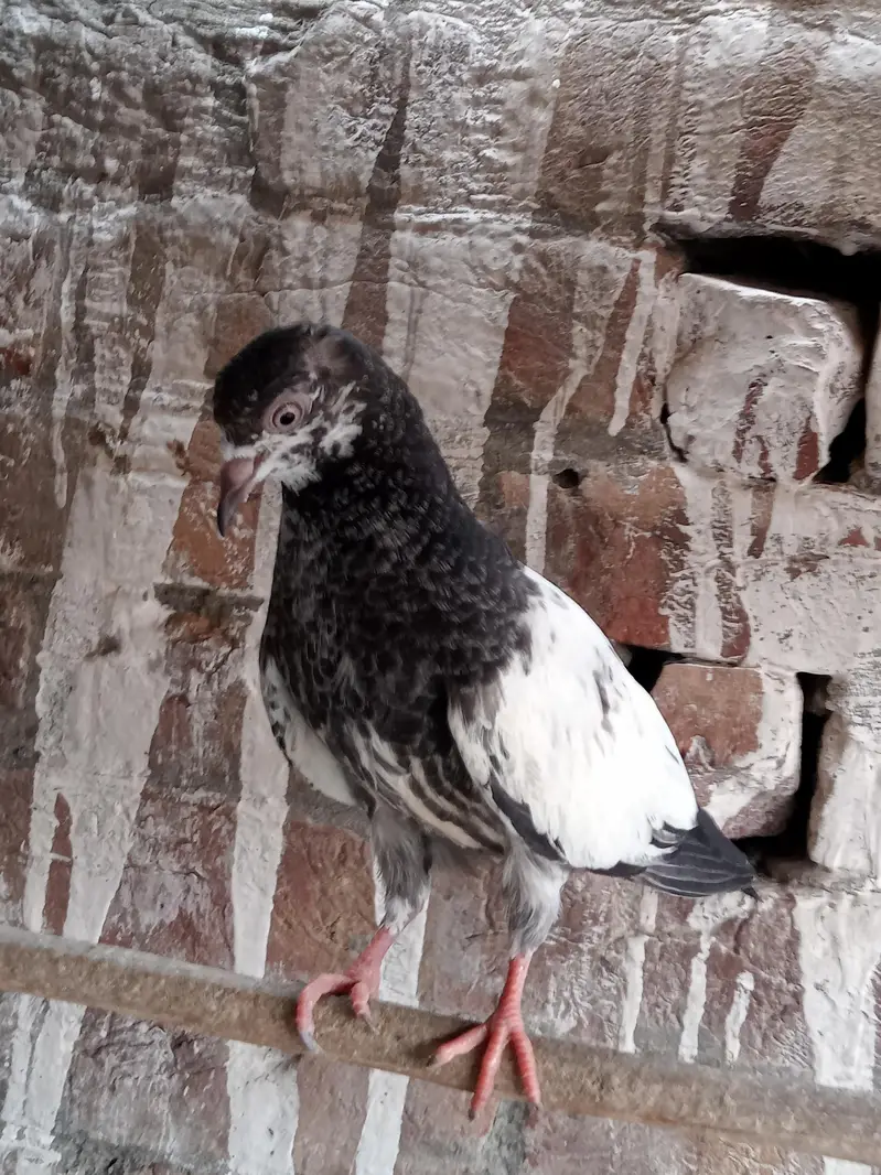 parwazi kabootar — photo 6