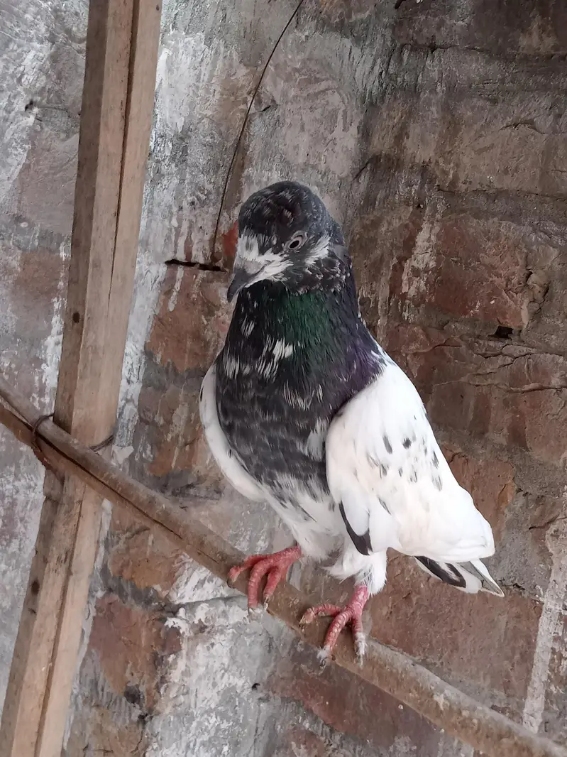 parwazi kabootar — photo 7