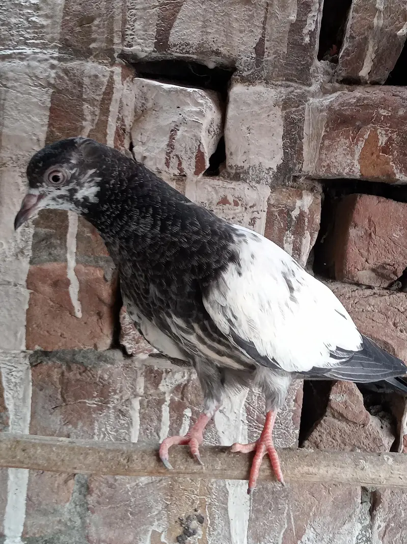 parwazi kabootar — photo 8