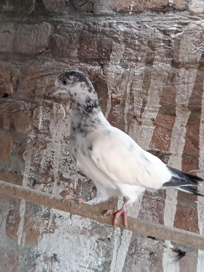 parwazi kabootar — photo 9