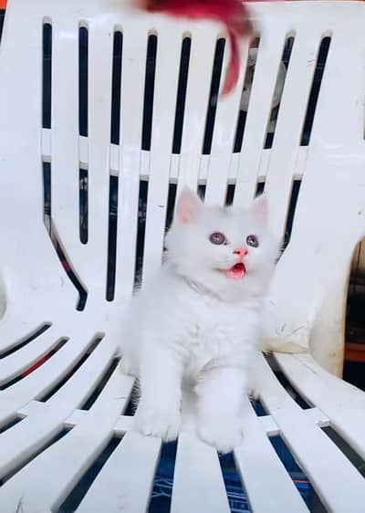 Persian kitten triple cot. for. . sale my WhatsApp03464290927