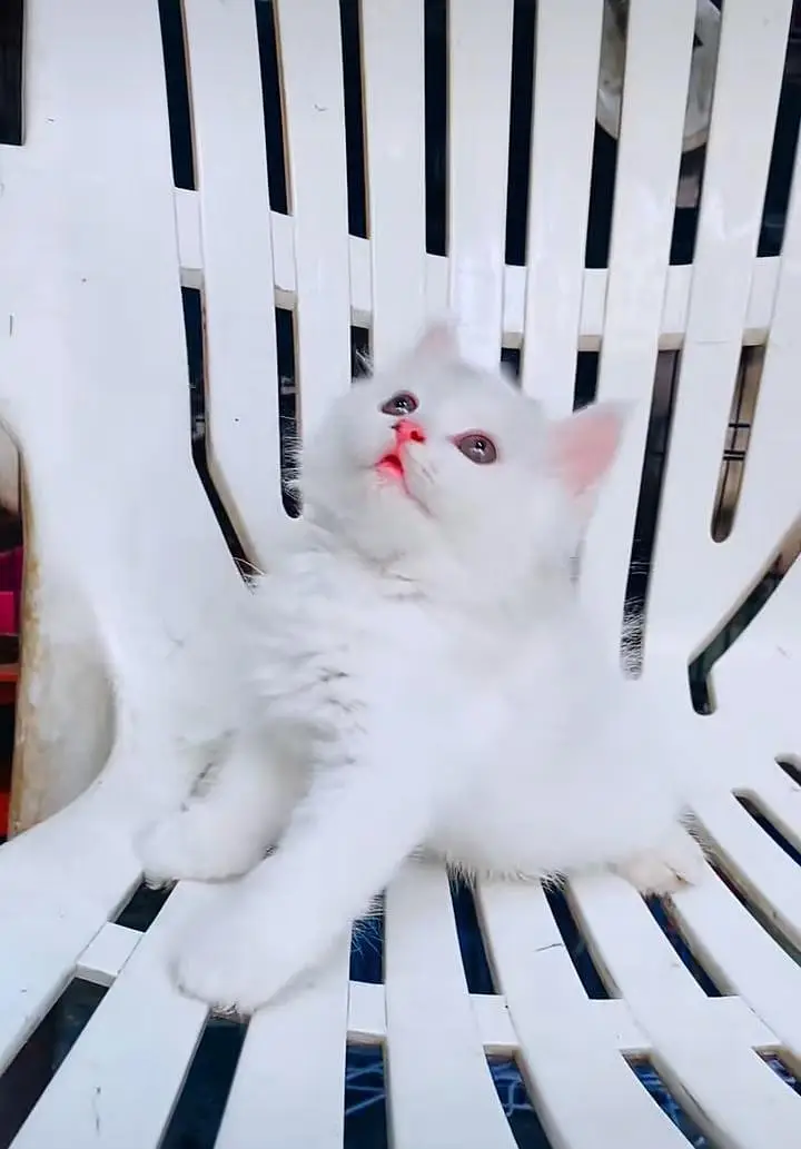Persian kitten triple cot. for. . sale my WhatsApp03464290927 — photo 2