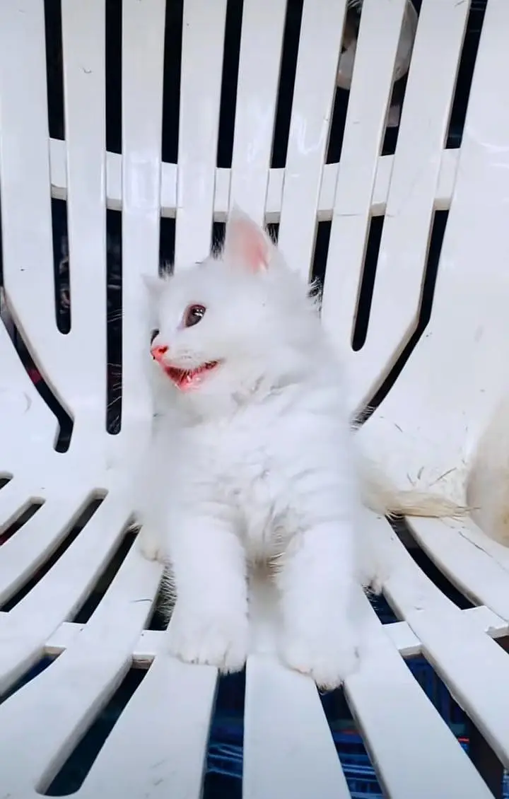 Persian kitten triple cot. for. . sale my WhatsApp03464290927 — photo 4