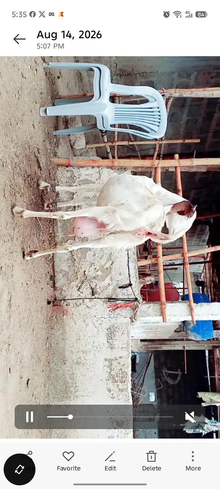 2 gulabi females fresh 4 dant — photo 2