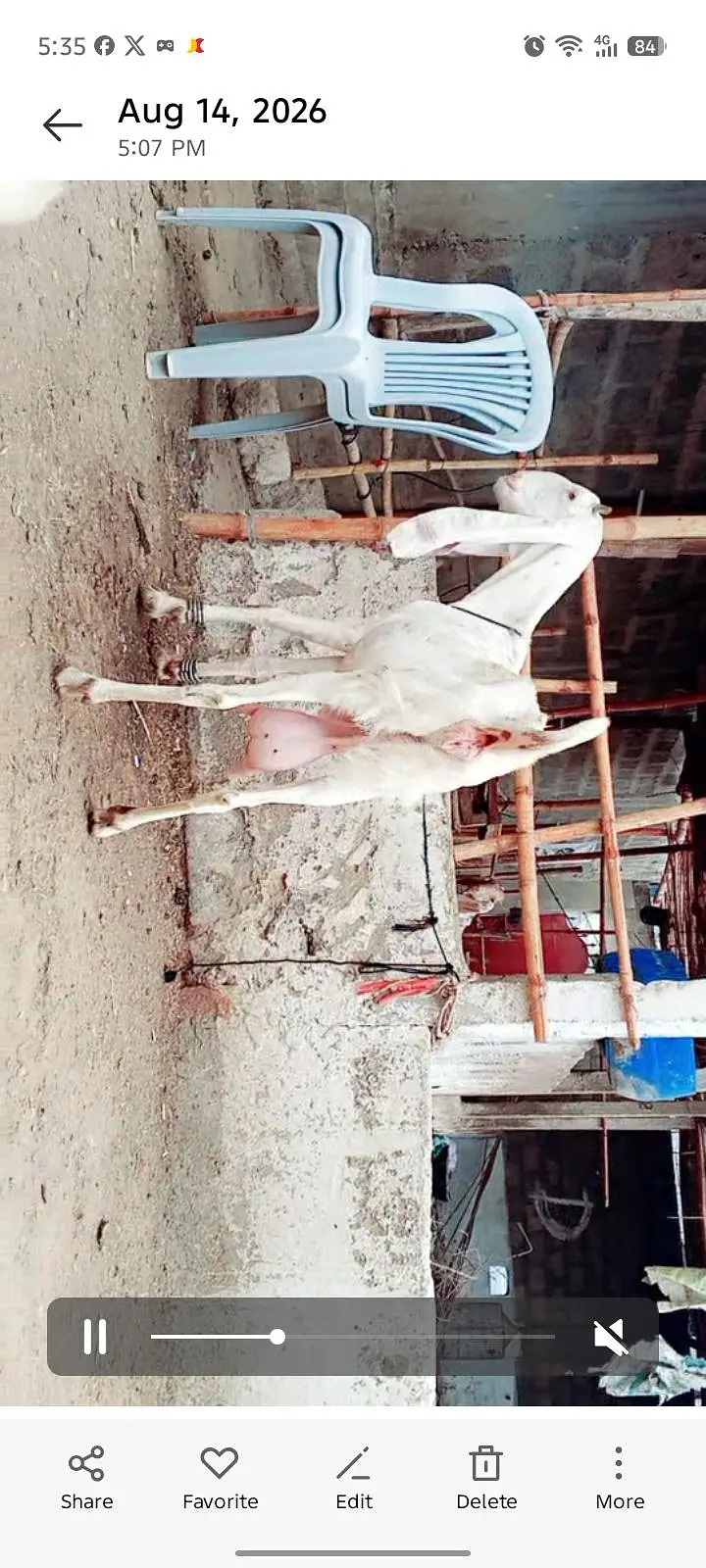 2 gulabi females fresh 4 dant — photo 3