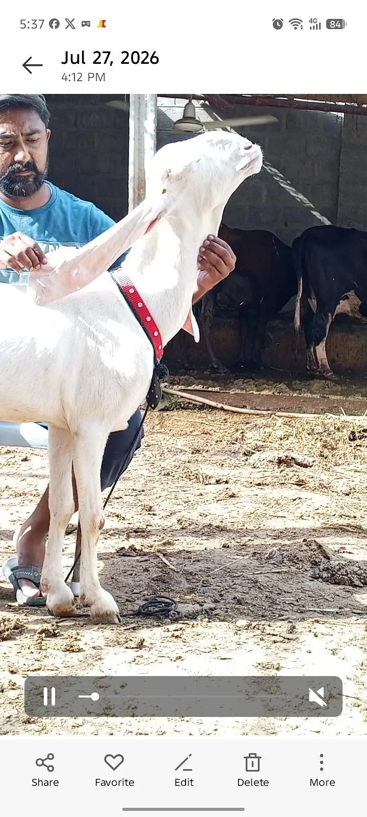 2 gulabi females fresh 4 dant — photo 4
