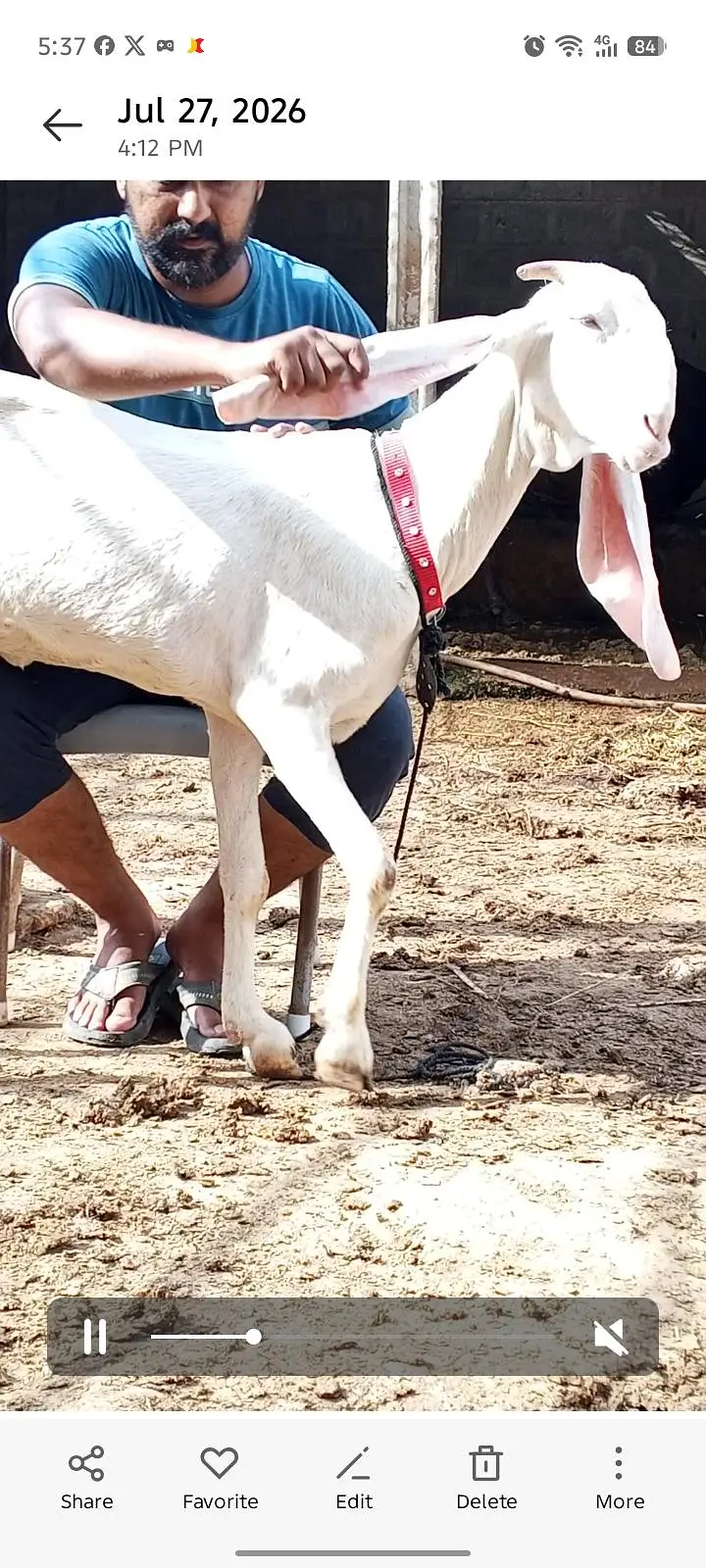 2 gulabi females fresh 4 dant — photo 5