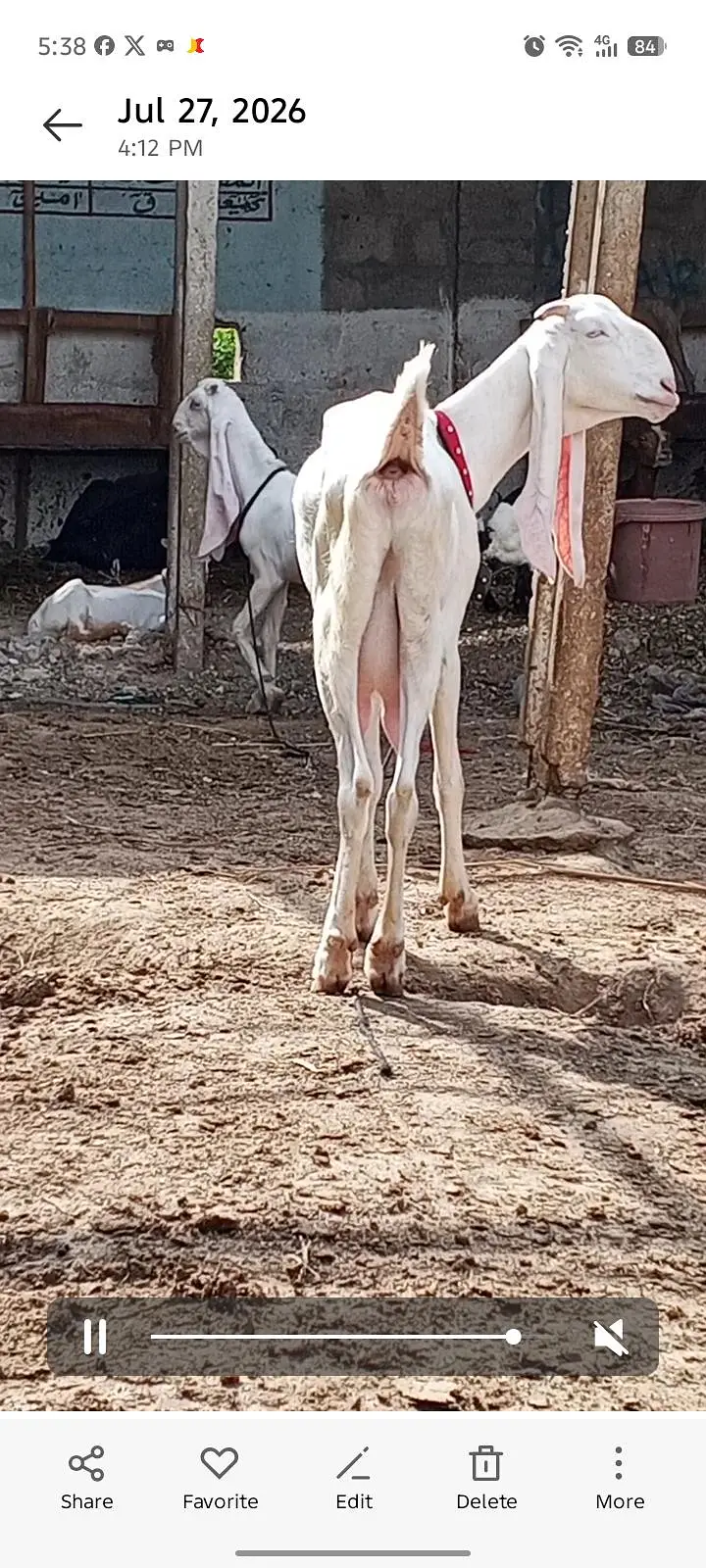 2 gulabi females fresh 4 dant — photo 8