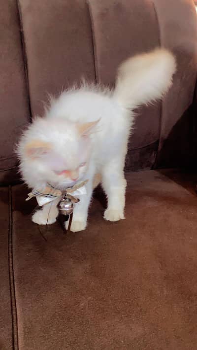 persion cat for sale
