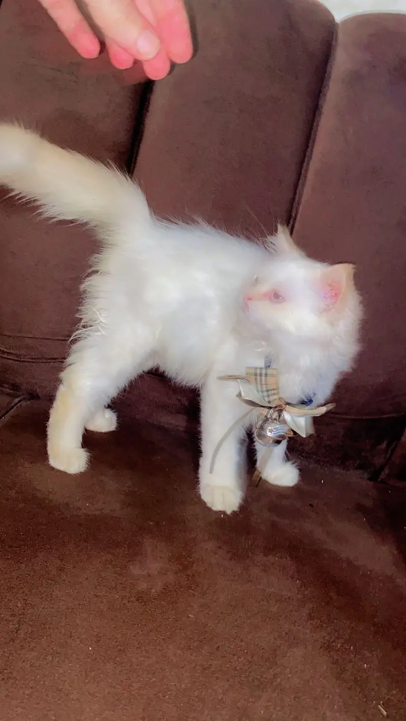 persion cat for sale — photo 2