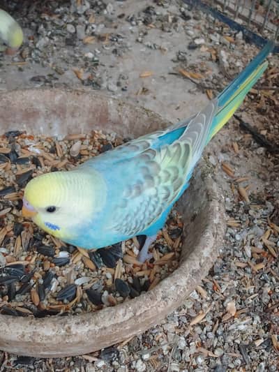 attractive budgies for sale