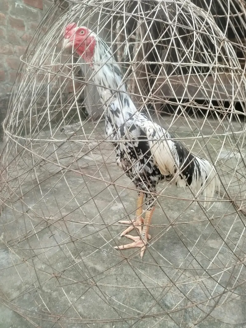 Aseel Murgha for sale — photo 3