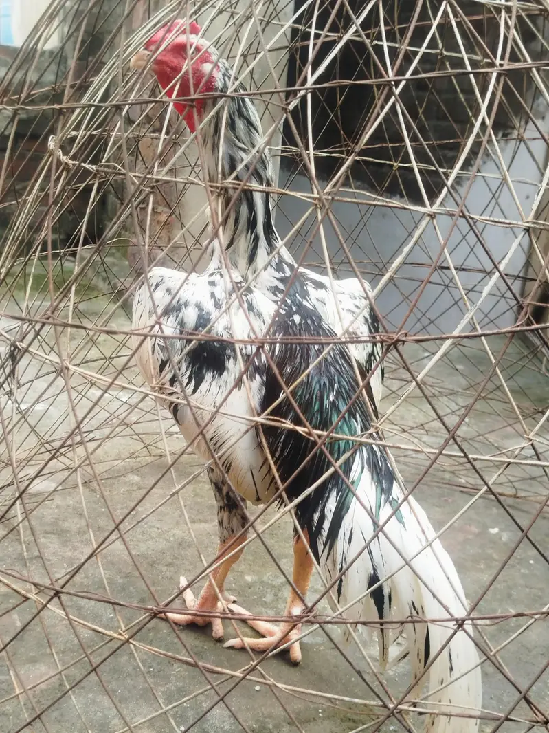 Aseel Murgha for sale — photo 4