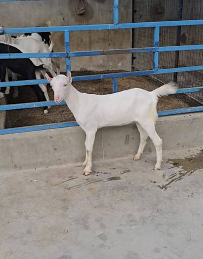 gulabi teddy bakri goat tedi premium quality