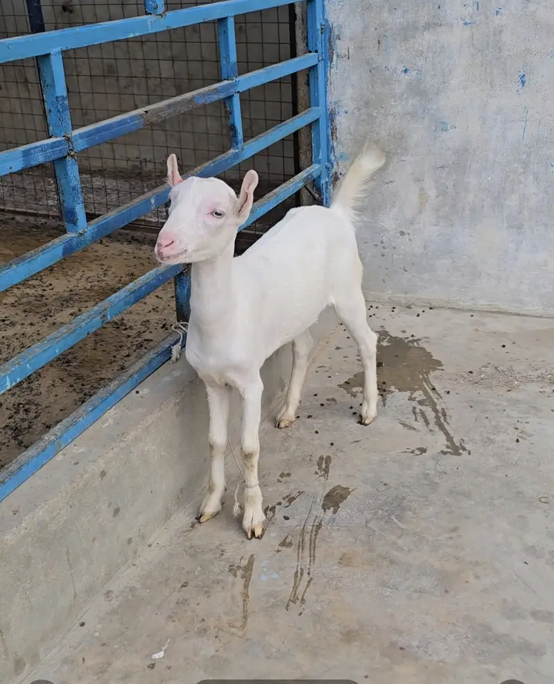 gulabi teddy bakri goat tedi premium quality — photo 2