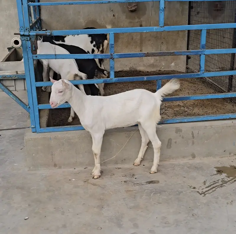 gulabi teddy bakri goat tedi premium quality — photo 3