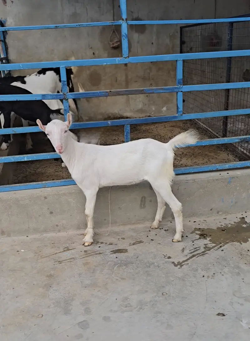 gulabi teddy bakri goat tedi premium quality — photo 4
