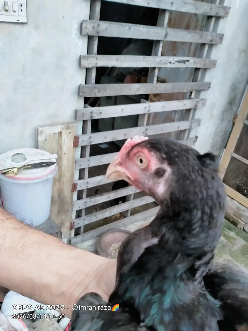 pure aseel mianwali confirm breeder guarnteed — photo 2