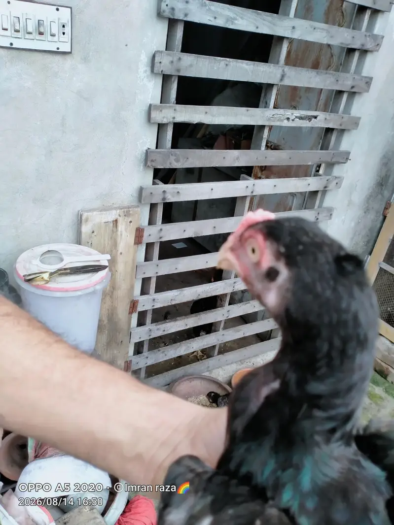 pure aseel mianwali confirm breeder guarnteed — photo 3
