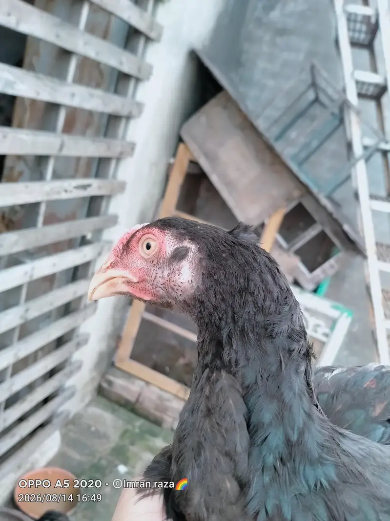 pure aseel mianwali confirm breeder guarnteed — photo 5