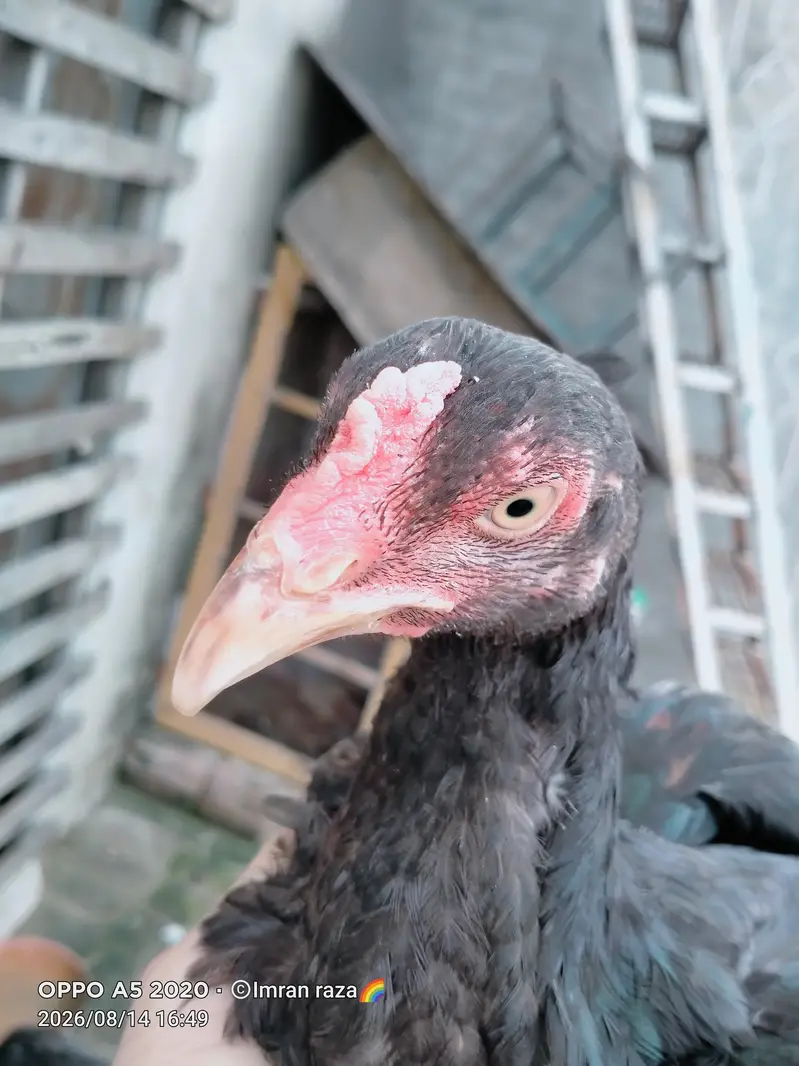 pure aseel mianwali confirm breeder guarnteed — photo 7