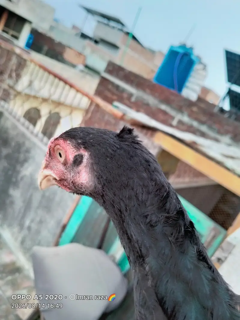 pure aseel mianwali confirm breeder guarnteed — photo 8