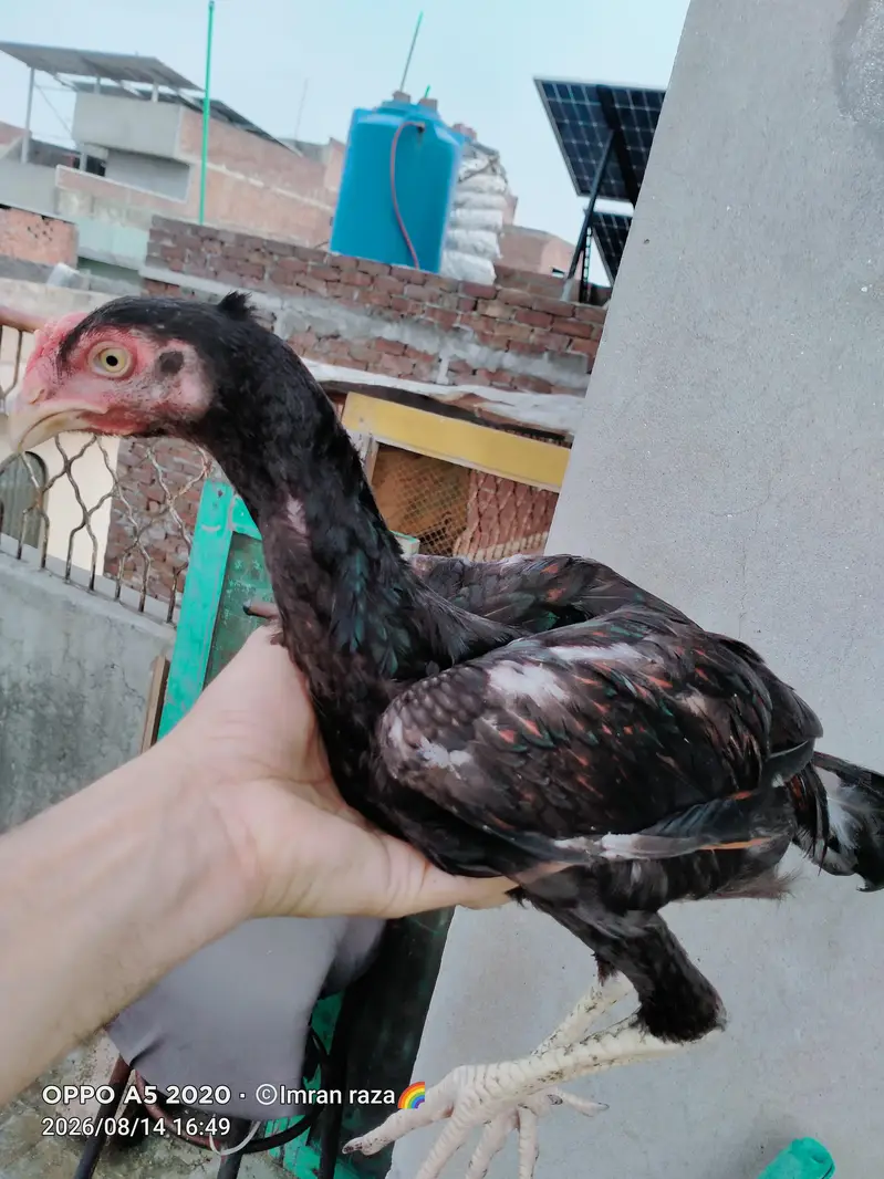 pure aseel mianwali confirm breeder guarnteed — photo 9