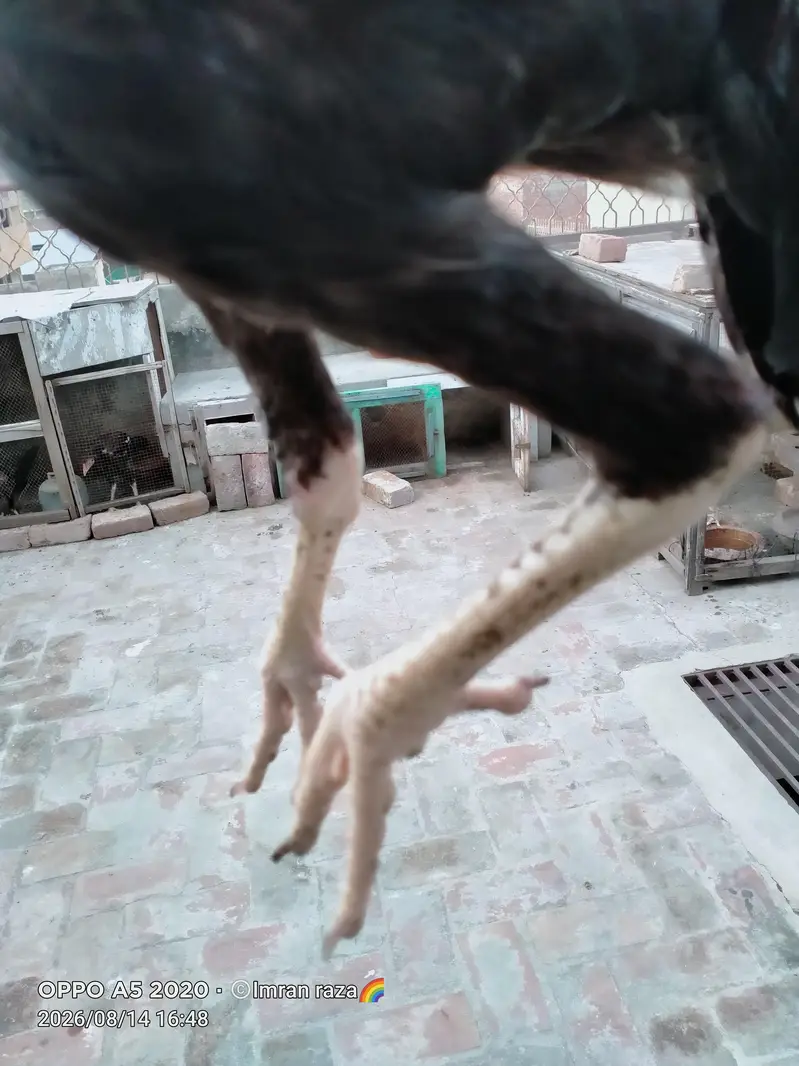 pure aseel mianwali confirm breeder guarnteed — photo 10