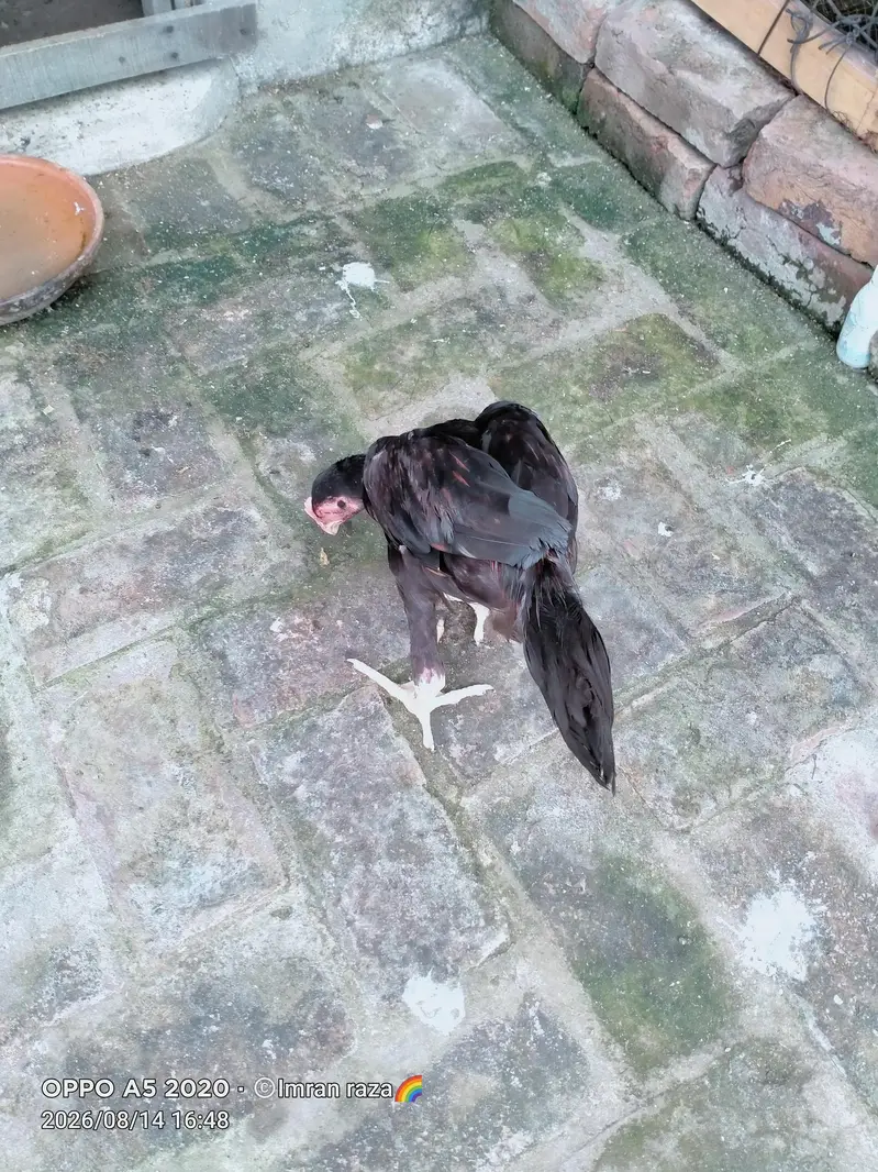 pure aseel mianwali confirm breeder guarnteed — photo 11