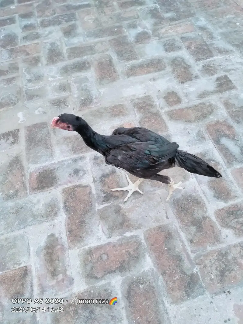 pure aseel mianwali confirm breeder guarnteed — photo 12