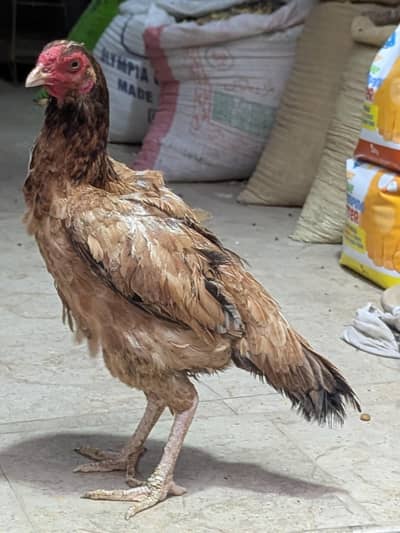 1Aseel Murga 4000.1. Murgi 3000,,3Chozy 5000