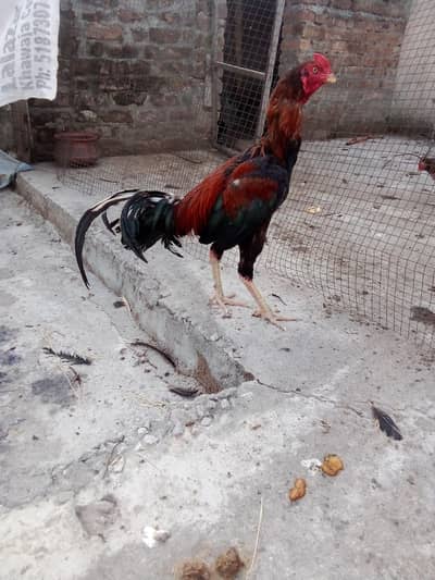 Aseel Patha for sale
