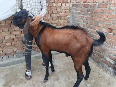 nagra breeder bakra