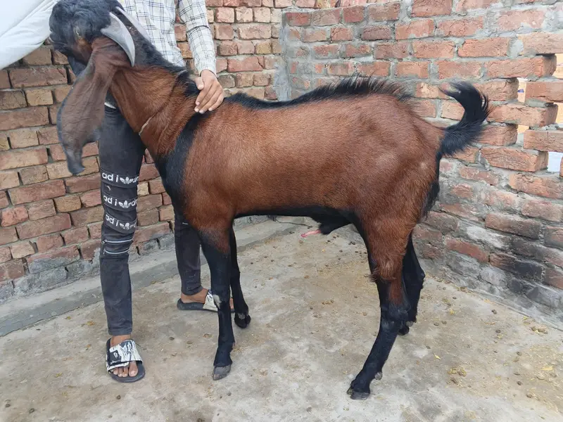 nagra breeder bakra — photo 2
