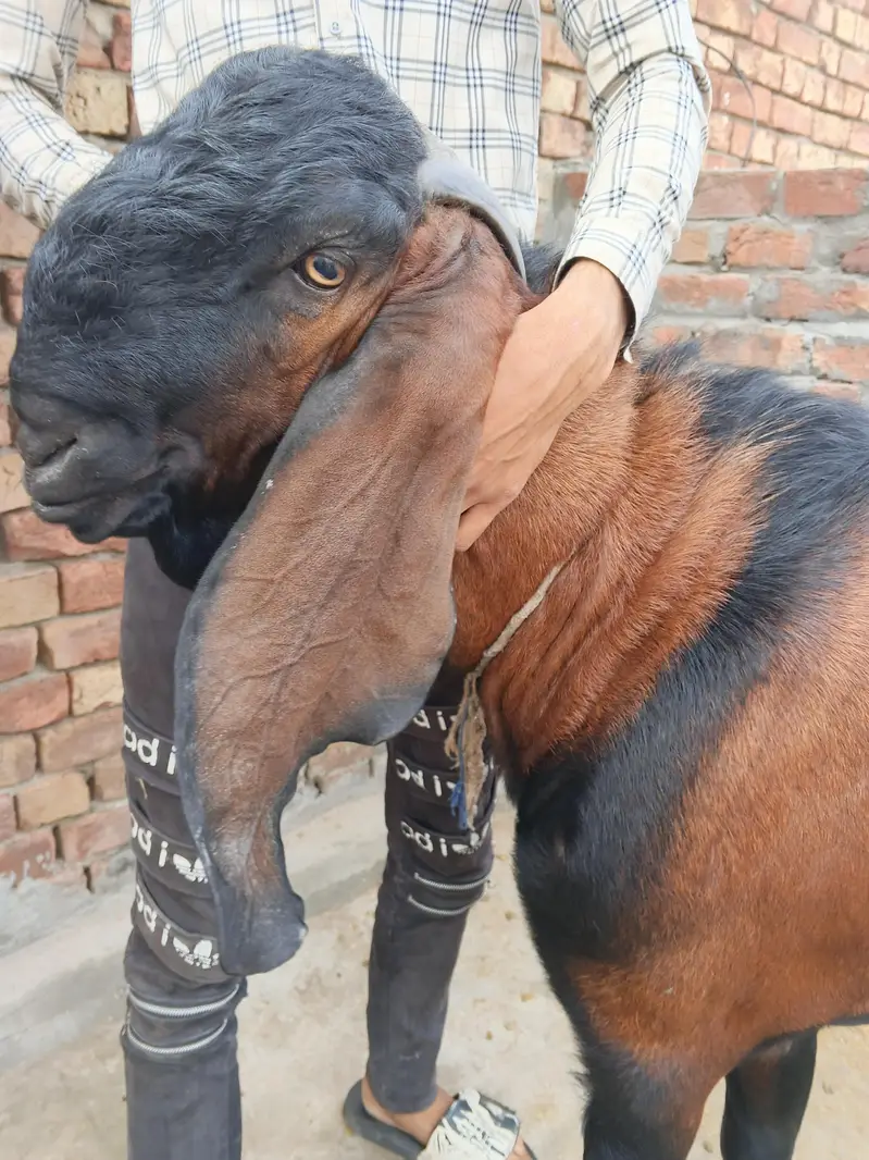 nagra breeder bakra — photo 3