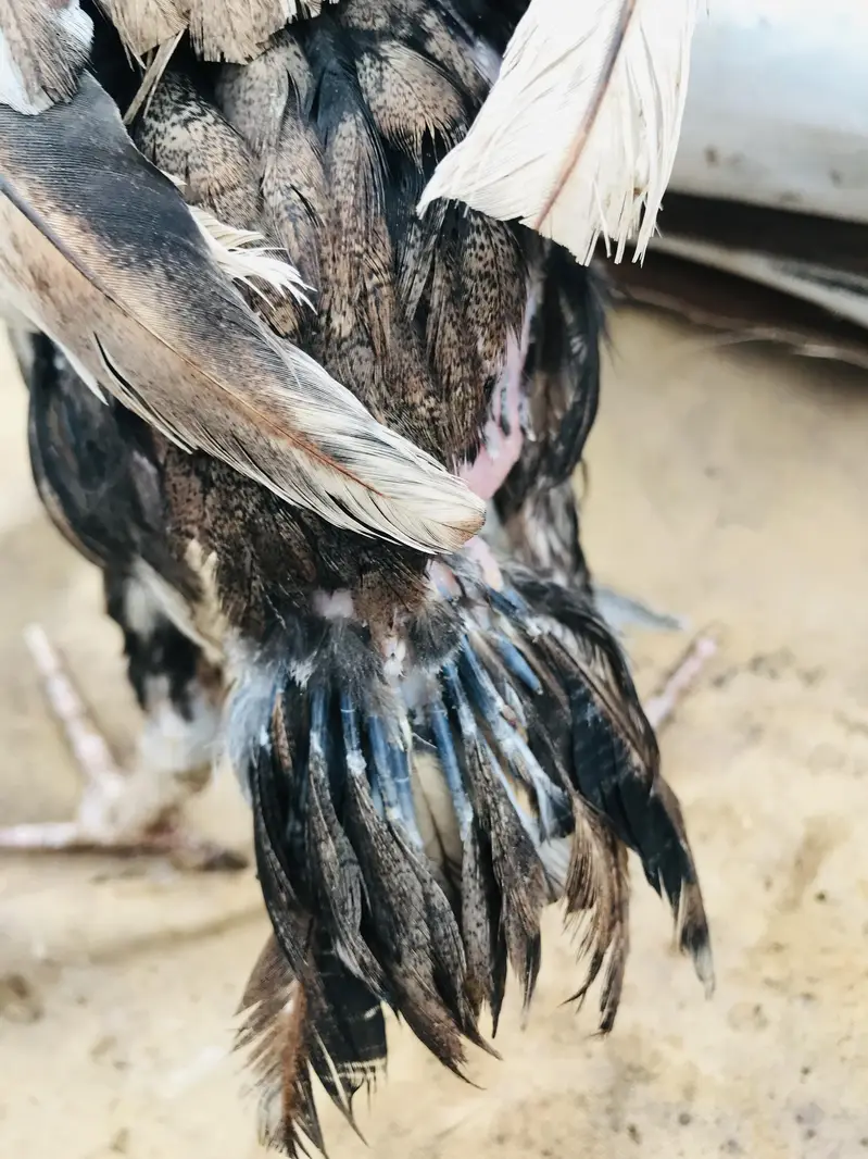 Mianwali old bloodline pair. . 03074327731. . — photo 12