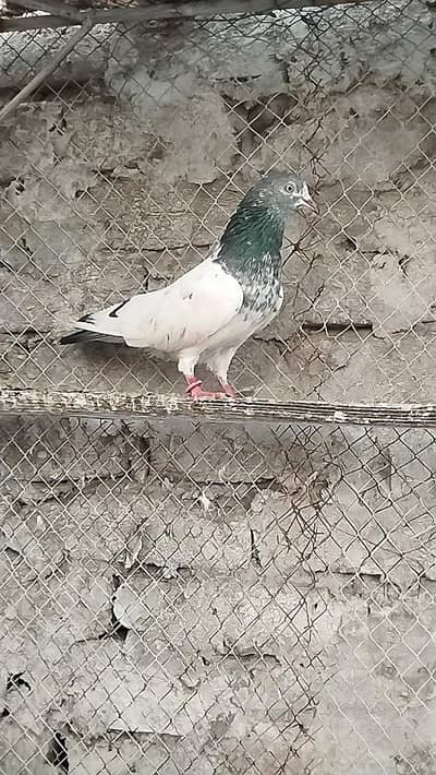 pigeons for sale