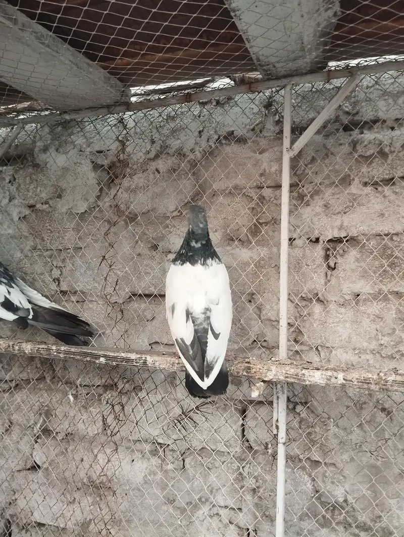 pigeons for sale — photo 2