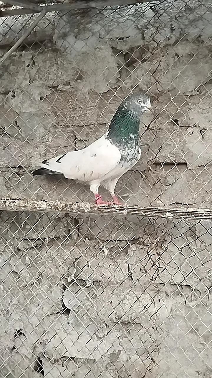 pigeons for sale — photo 3