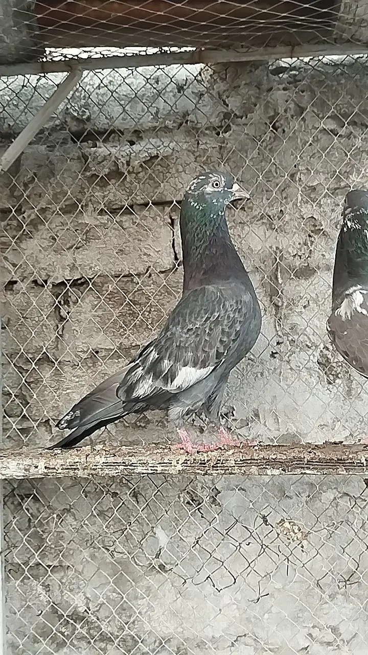 pigeons for sale — photo 4